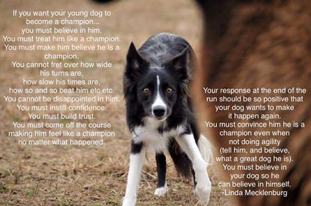 dog agility quotes